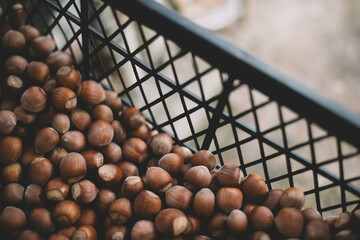 Hazelnuts in a wooden bowl on rustic background, Hazelnut background with green leaf