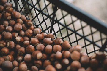 Hazelnuts in a wooden bowl on rustic background, Hazelnut background with green leaf