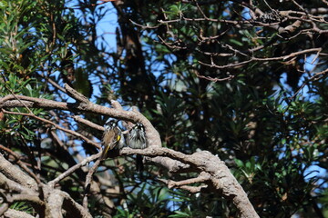 honeyeater