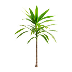 Green Palm Tree Isolated