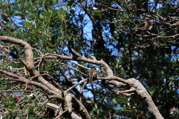 honeyeater
