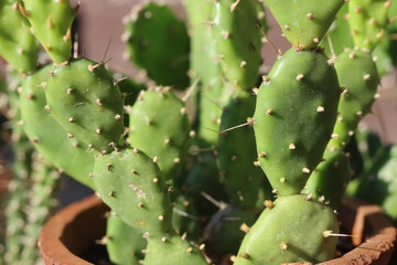 Opuntia pusilla Georgia opuncja