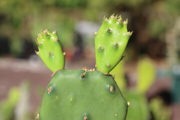 Opuntia pusilla Georgia opuncja