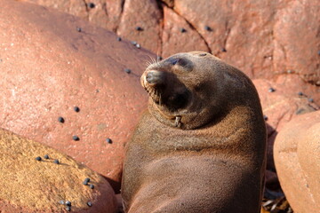 Obraz premium fur seal