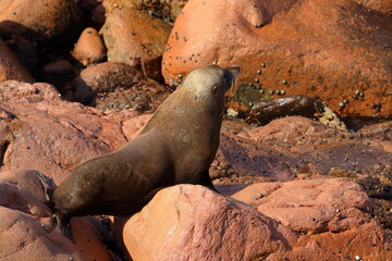 Fototapeta premium fur seal