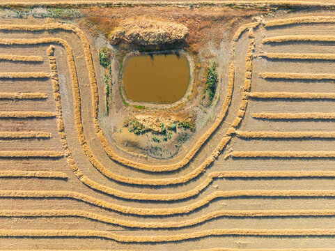 Aerial view of harvester lines in a grain crop around a farm dam