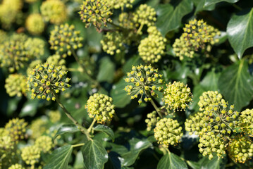 common ivy, Hedera helix flowers closeup selective focus