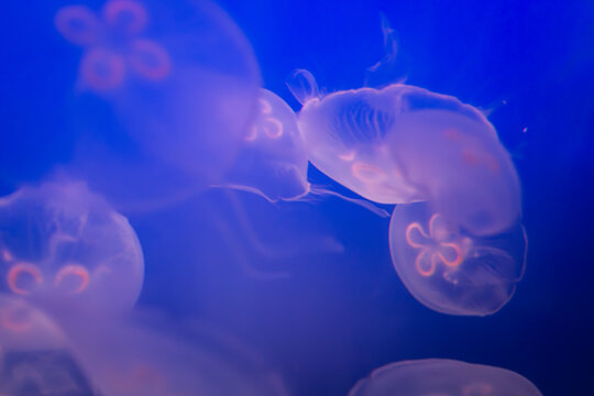 Aurelia (aka the moon jelly, moon jellyfish, common jellyfish, or saucer jelly) floating in water
