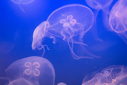 Aurelia (aka the moon jelly, moon jellyfish, common jellyfish, or saucer jelly) floating in water