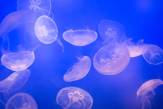Aurelia (aka the moon jelly, moon jellyfish, common jellyfish, or saucer jelly) floating in water