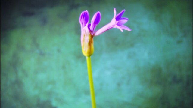 Verbena flowering time-lapse photography