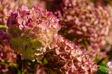 Blooming pink hydrangea in garden pots