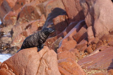 fur seal pups