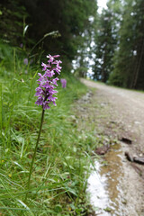 Fototapeta premium Vertical closeup on a broad-leaved, common spotted orchid, Dactylorhiza fuchsii in the forrest