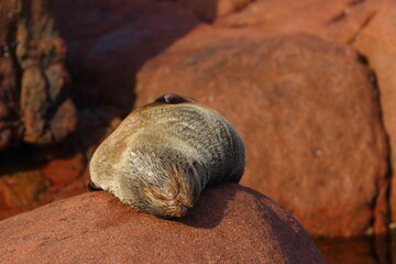 fur seal pups