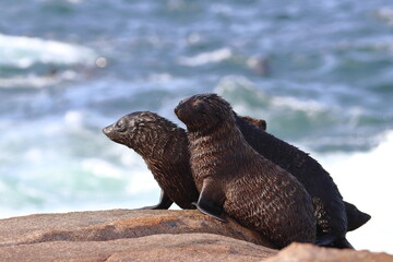fur seal pups