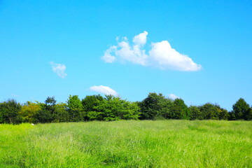 青空と緑の野原