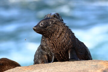 fur seal pups
