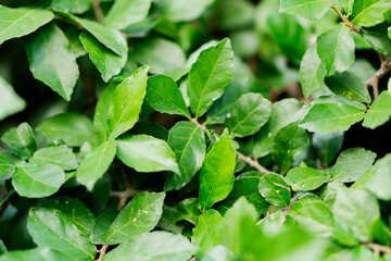 Lush Green Leaves Close-Up
