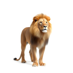 Obraz premium a male lion standing isolated on white background.