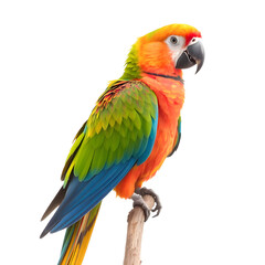 Fototapeta premium Colorful macaw bird isolated on white background