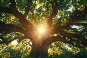 Obraz premium Sunlight bursts through the branches of a majestic old oak tree, creating a sense of peace and wonder.