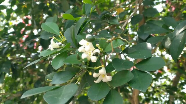 Murraya paniculata, commonly known as orange jasmine, orange jessamine, china box or mock orange blooming in the garden.