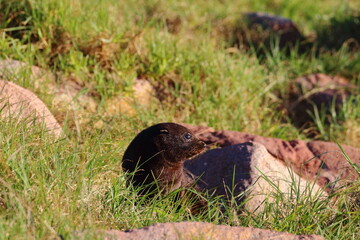 fur seal pups