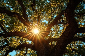Sunlight shines through the canopy of a large oak tree.