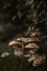 mushroom in the forest. low angle. Mushrooms near the grass.