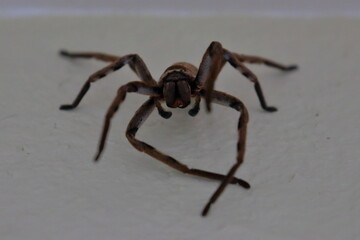 huntsman spider