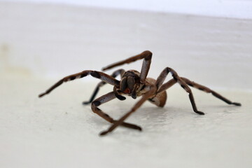 huntsman spider