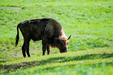 Einsamer Wisent auf der Weide im Naturschutzgebiet bei Ingolstadt