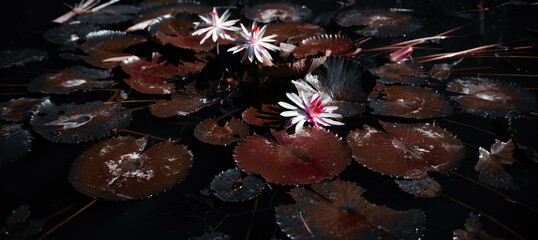 The blooming lotus flower at the lake