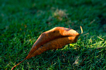 Obraz premium clove leaves on green grass