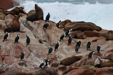 black-faced cormorant