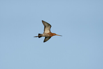 Black-tailed Godwit in flight, long-legged bird with a long bill, Limosa limosa