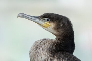 Great cormorant, portrait of Phalacrocorax carbo, bird close up