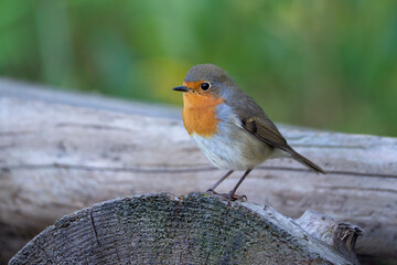 European robin, Erithacus rubecula side view