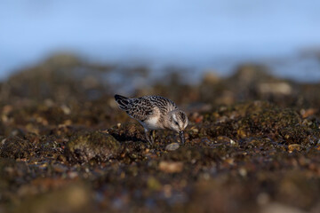 Sanderling foraging on the shore, wading bird at the water, Calidris alba