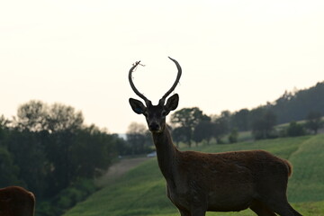 Rotwild auf der Wiese in der Abendsonne