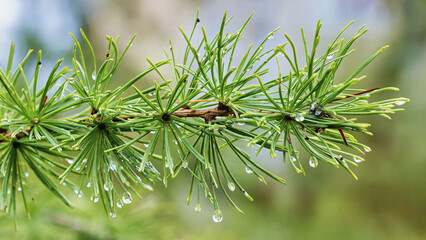 Image of fresh green larch branch with raindrops on blurred background