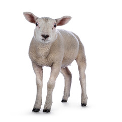 Cute little Texel lamb, standing facing front. Looking curious towards camera. Isolated on white background.