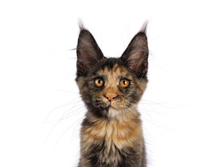 Obraz premium Head shot of impressive tortie Maine Coon cat kitten, sitting up facing front showing detailed whirkers and ear tufts. Looking towards camera with fantastic head and eyes. Isolated on a white backgrou