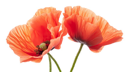 Obraz premium Flowers Bouquets and Botanical Elements PNGs on White Background