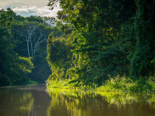 Rainforest landscape on an Amazon tributary near the town of Jutaí.
