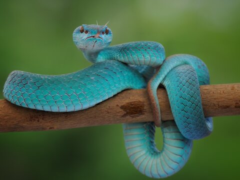 Blue Insularis Pit Viper