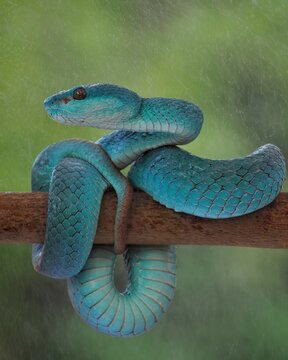 Blue Insularis Pit Viper