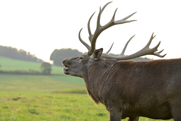 Rotwild auf der Wiese in der Abendsonne