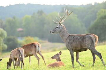 Rotwild auf der Wiese in der Abendsonne